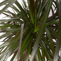 Gerandeter Drachenbaum 'Magenta', Verzweigt, Topf-Ø 24 Cm, Höhe Ca. 100 Cm -Garten Sicht Verkäufe 0221400014 Dracaena marg Magenta verzw KB 24cm 4