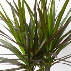 Gerandeter Drachenbaum 'Magenta', Topf-Ø 24 Cm, Höhe Ca. 150 Cm -Garten Sicht Verkäufe 0221400036 Dracaena marginata Magenta Tuff 24cm 4
