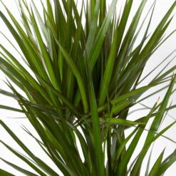 Gerandeter Drachenbaum 'Magenta', Topf-Ø 24 Cm, Höhe Ca. 150 Cm -Garten Sicht Verkäufe 0221400037 Dracaena marginata Tuff 24cm 4