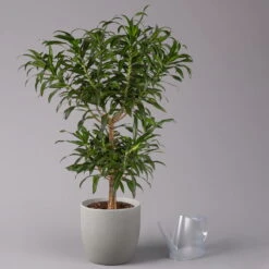 Duftender Drachenbaum 'Song Of Jamaica', Topf-Ø 24 Cm, Höhe Ca. 90 Cm -Garten Sicht Verkäufe 0221400039 Dracaena refl Song of Jamaica 24cm 3