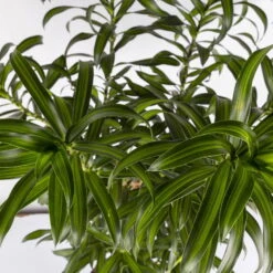 Duftender Drachenbaum 'Song Of Jamaica', Topf-Ø 24 Cm, Höhe Ca. 90 Cm -Garten Sicht Verkäufe 0221400039 Dracaena refl Song of Jamaica 24cm 4