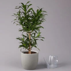Drachenbaum, Karussell-Form, Topf-Ø 24 Cm, Höhe Ca. 90 Cm -Garten Sicht Verkäufe 0221400041 Dracaena reflexa Carroussell 24cm 3
