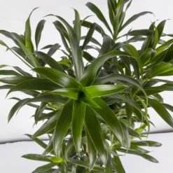 Drachenbaum, Karussell-Form, Topf-Ø 24 Cm, Höhe Ca. 90 Cm -Garten Sicht Verkäufe 0221400041 Dracaena reflexa Carroussell 24cm 4
