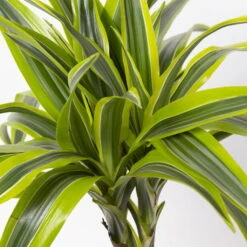 Duftender Drachenbaum 'Lemon Lime', Topf-Ø 24 Cm, , Höhe Ca. 140 Cm -Garten Sicht Verkäufe 0221400056 Dracaena d Lemon Lime Tuff 24cm 4
