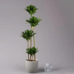 Duftender Drachenbaum 'Compacta', Topf-Ø 27 Cm, Höhe Ca. 160 Cm -Garten Sicht Verkäufe 0221500001 Dracaena fr compacta Tuff 27cm 3