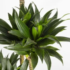 Duftender Drachenbaum 'Compacta', Topf-Ø 27 Cm, Höhe Ca. 160 Cm -Garten Sicht Verkäufe 0221500001 Dracaena fr compacta Tuff 27cm 4