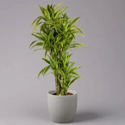 Duftender Drachenbaum 'Lemon Lime', Verzweigt, Topf-Ø 32 Cm, Höhe Ca. 140 Cm