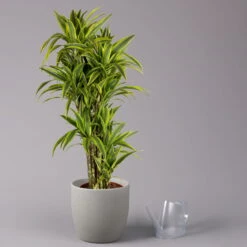 Duftender Drachenbaum 'Lemon Lime', Verzweigt, Topf-Ø 32 Cm, Höhe Ca. 140 Cm -Garten Sicht Verkäufe 0221500022 Dracaena Lemon Lime verzweigt KB 31cm 3