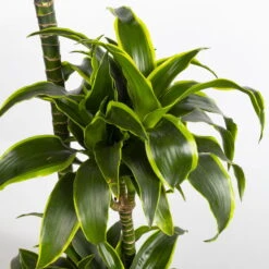Duftender Drachenbaum 'Dorado', Topf-Ø 27 Cm, Höhe Ca. 160 Cm -Garten Sicht Verkäufe 0221500035 Dracaena fragr Dorado 27cm 4