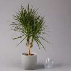 Gerandeter Drachenbaum, Verzweigt, Topf-Ø 27 Cm, Höhe Ca. 130 Cm -Garten Sicht Verkäufe 0221500038 Dracaena marginata verzweigt 27cm 3