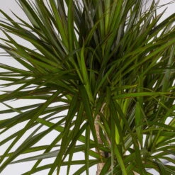 Gerandeter Drachenbaum, Verzweigt, Topf-Ø 27 Cm, Höhe Ca. 130 Cm -Garten Sicht Verkäufe 0221500038 Dracaena marginata verzweigt 27cm 4