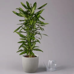 Duftender Drachenbaum 'Cintho', Verzweigt, Topf-Ø 27 Cm, Höhe Ca. 120 Cm -Garten Sicht Verkäufe 0221500060 Dracaena fragr Cintho verzweigt 27cm 3
