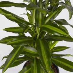 Duftender Drachenbaum 'Cintho', Verzweigt, Topf-Ø 27 Cm, Höhe Ca. 120 Cm -Garten Sicht Verkäufe 0221500060 Dracaena fragr Cintho verzweigt 27cm 4