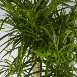 Drachenbaum 'Anita', Verzweigt, Topf-Ø 27 Cm, Höhe Ca. 120 Cm -Garten Sicht Verkäufe 0221500079 Dracaena reflexa Anita verzweigt 27cm 4