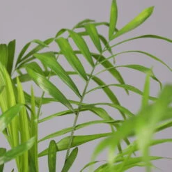 Bergpalme In Topf Tusca, Topf-Ø 17 Cm, Höhe Ca. 60 Cm -Garten Sicht Verkäufe 0222100026 Chamaedorea elegans im Topf Tusca 92