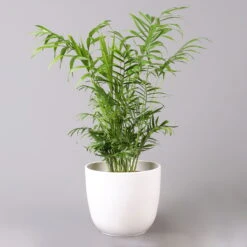 Bergpalme In Topf Tusca, Topf-Ø 17 Cm, Höhe Ca. 60 Cm