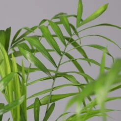 Bergpalme Mit Übertopf Vibes Weiß, Topf-Ø 12 Cm, Höhe Ca. 30 Cm, 2er-Set -Garten Sicht Verkäufe 0222100053 0222100054 0222100055 Chamaedorea elegans 124824