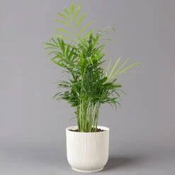 Bergpalme Mit Übertopf Vibes Weiß, Topf-Ø 12 Cm, Höhe Ca. 30 Cm, 2er-Set -Garten Sicht Verkäufe 0222100053 Chamaedorea elegans in uebertopf weiss 2er Set 12cmT H40cm Elho Vibes 124825