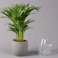 Goldfruchtpalme, Topf-Ø 17 Cm, Höhe Ca. 60 Cm -Garten Sicht Verkäufe 0222200003 Dypsis lutescens Areca 3