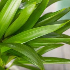 Luftreinigender Mix Für Sonnig/halbschattige Standorte, Topf 12 Cm Ø -Garten Sicht Verkäufe 0222200022 Dypsis lutescens Areca 13cm T H55cm 1