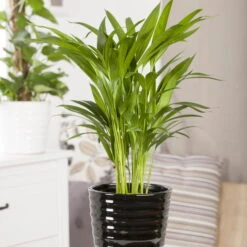 Luftreinigender Mix Für Sonnig/halbschattige Standorte, Topf 12 Cm Ø -Garten Sicht Verkäufe 0222200022 Dypsis lutescens Areca 13cm T H55cm 2