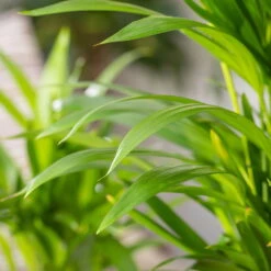 Luftreinigender Mix Für Sonnig/halbschattige Standorte, Topf 12 Cm Ø -Garten Sicht Verkäufe 0222200022 Dypsis lutescens Areca 13cm T H55cm 4