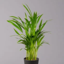 Goldfruchtpalme In Keramiktopf Anthrazit, Topf-Ø 13 Cm, H: Ca. 20-30 Cm, 3er-Set -Garten Sicht Verkäufe 0222200027 Dypsis lutes Dallas anthrazit 3er Set 22