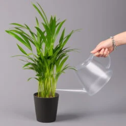 Goldfruchtpalme In Keramiktopf Anthrazit, Topf-Ø 13 Cm, H: Ca. 20-30 Cm, 3er-Set -Garten Sicht Verkäufe 0222200027 Dypsis lutes Dallas anthrazit 3er Set 32