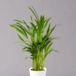 Goldfruchtpalme In Keramiktopf Weiß, Topf-Ø 13 Cm, Höhe Ca. 20-30 Cm, 2er-Set -Garten Sicht Verkäufe 0222200034 Dypsis lutescens Dalls weiss 3er Set 2