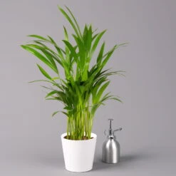 Goldfruchtpalme In Keramiktopf Weiß, Topf-Ø 13 Cm, Höhe Ca. 20-30 Cm, 2er-Set -Garten Sicht Verkäufe 0222200034 Dypsis lutescens Dalls weiss 3er Set 3