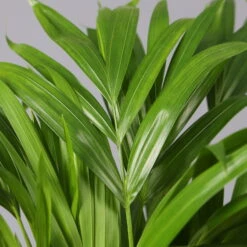 Goldfruchtpalme In Keramiktopf Weiß, Topf-Ø 13 Cm, Höhe Ca. 20-30 Cm, 2er-Set -Garten Sicht Verkäufe 0222200034 Dypsis lutescens Dalls weiss 3er Set 4