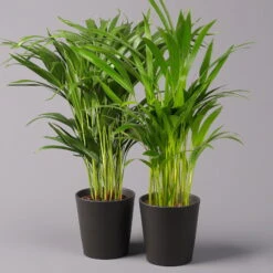 Goldfruchtpalme In Keramiktopf Anthrazit, Topf-Ø 13 Cm, H: Ca. 20-30 Cm, 2er-Set