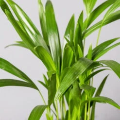 Goldfruchtpalme, Topf-Ø 13 Cm, Höhe Ca. 20-30 Cm, 3er-Set -Garten Sicht Verkäufe 0222200036 Dypsis lutescens Areca T13 3er Set 13cmT H55cm2