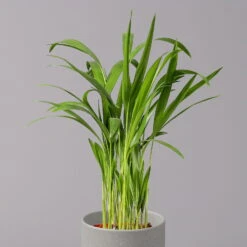 Goldfruchtpalme, Topf-Ø 13 Cm, Höhe Ca. 20-30 Cm, 3er-Set -Garten Sicht Verkäufe 0222200036 Dypsis lutescens Areca T13 3er Set 3