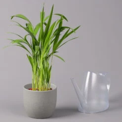 Goldfruchtpalme, Topf-Ø 13 Cm, Höhe Ca. 20-30 Cm, 3er-Set -Garten Sicht Verkäufe 0222200036 Dypsis lutescens Areca T13 3er Set 4