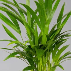 Goldfruchtpalme In Übertopf Vibes Weiß, Topf-Ø 13 Cm, Höhe Ca. 20-30 Cm, 2er-Set -Garten Sicht Verkäufe 0222200053 0222200054 0222200055 0222200056 Dypsis lutescens 124873 3