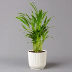 Goldfruchtpalme In Übertopf Vibes Weiß, Topf-Ø 13 Cm, Höhe Ca. 20-30 Cm, 2er-Set -Garten Sicht Verkäufe 0222200053 Dypsis lutescens in uebertopf weiss 2er Set Elho Vibes 124874