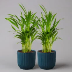 Goldfruchtpalme In Übertopf Vibes Blau, Topf-Ø 13 Cm, Höhe Ca. 20-30 Cm, 2er-Set