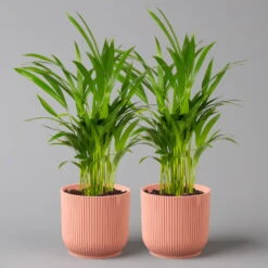 Goldfruchtpalme In Übertopf Vibes Rosa, Topf-Ø 13 Cm, Höhe Ca. 20-30 Cm, 2er-Set