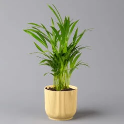 Goldfruchtpalme In Übertopf Vibes Gelb, Topf-Ø 13 Cm, Höhe Ca. 20-30 Cm, 2er-Set -Garten Sicht Verkäufe 0222200056 Dypsis lutescens in uebertopf gelb 2er Set Elho Vibes 1 124879
