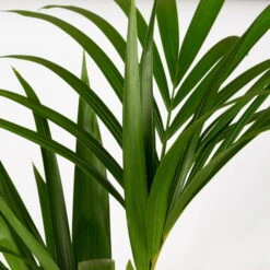 Kentiapalme In Korb Gaby, Topf-Ø 19 Cm, Höhe Ca. 80-110 Cm 8 Kentiapalme In Korb Gaby, Topf-Ø 19 Cm, Höhe Ca. 80-110 Cm -Garten Sicht Verkäufe 0222300035 Howea forsteriana im Dekokorb Gaby T1820 WS 3