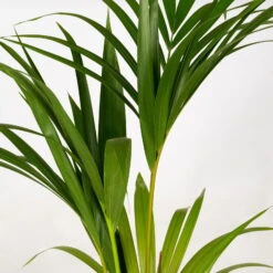 Kentiapalme In Korb Gaby, Topf-Ø 19 Cm, Höhe Ca. 80-110 Cm 9 Kentiapalme In Korb Gaby, Topf-Ø 19 Cm, Höhe Ca. 80-110 Cm -Garten Sicht Verkäufe 0222300035 Howea forsteriana im Dekokorb Gaby T1820 WS 4