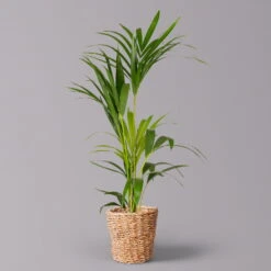 Kentiapalme In Korb Gaby, Topf-Ø 19 Cm, Höhe Ca. 80-110 Cm