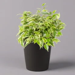 Birkenfeige 'Kinky' In Keramiktopf Dallas Anthrazit, Topf-Ø 12 Cm