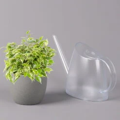 Birkenfeige 'Kinky', Topf-Ø 12 Cm, Höhe Ca. 25 Cm, 3er-Set -Garten Sicht Verkäufe 0223100073 Ficus benj Kinky T12 3er Set 42