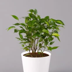 Birkenfeige 'Natasja' Inkl. Übertopf Weiß, Topf 12cmØ, Höhe Ca. 25cm, 3er-Set -Garten Sicht Verkäufe 0223100075 Ficus benj Natasja im Topf Dallas weiss 2