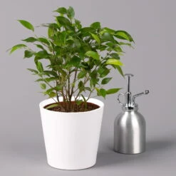 Birkenfeige 'Natasja' Inkl. Übertopf Weiß, Topf 12cmØ, Höhe Ca. 25cm, 3er-Set -Garten Sicht Verkäufe 0223100075 Ficus benj Natasja im Topf Dallas weiss 3