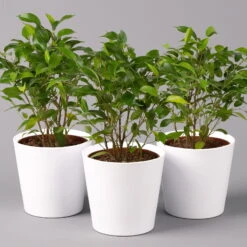 Birkenfeige 'Natasja' Inkl. Übertopf Weiß, Topf 12cmØ, Höhe Ca. 25cm, 3er-Set