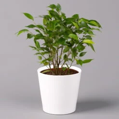 Birkenfeige 'Natasja' Inkl. Übertopf Dallas Weiß, Topf 12cmØ, Höhe Ca. 25cm