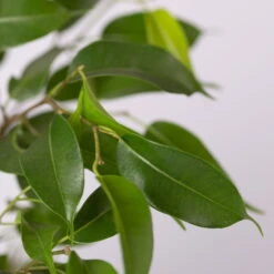 Birkenfeige 'Natasja' Inkl. Übertopf Weiß, Topf-Ø 12 Cm, Höhe Ca. 25 Cm, 2er-Set -Garten Sicht Verkäufe 0223100079 Ficus benj Natasja im Topf Dallas weiss 4